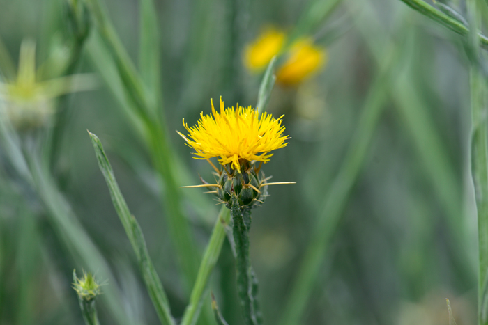 Yellow Star-thistle flowers have relatively long stems and the bracts have a few yellowish spines that are comparatively stout, 1.2 to 2 cm long. Centaurea solstitialis